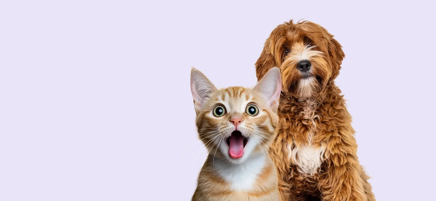 Pets Lounge storefront visual